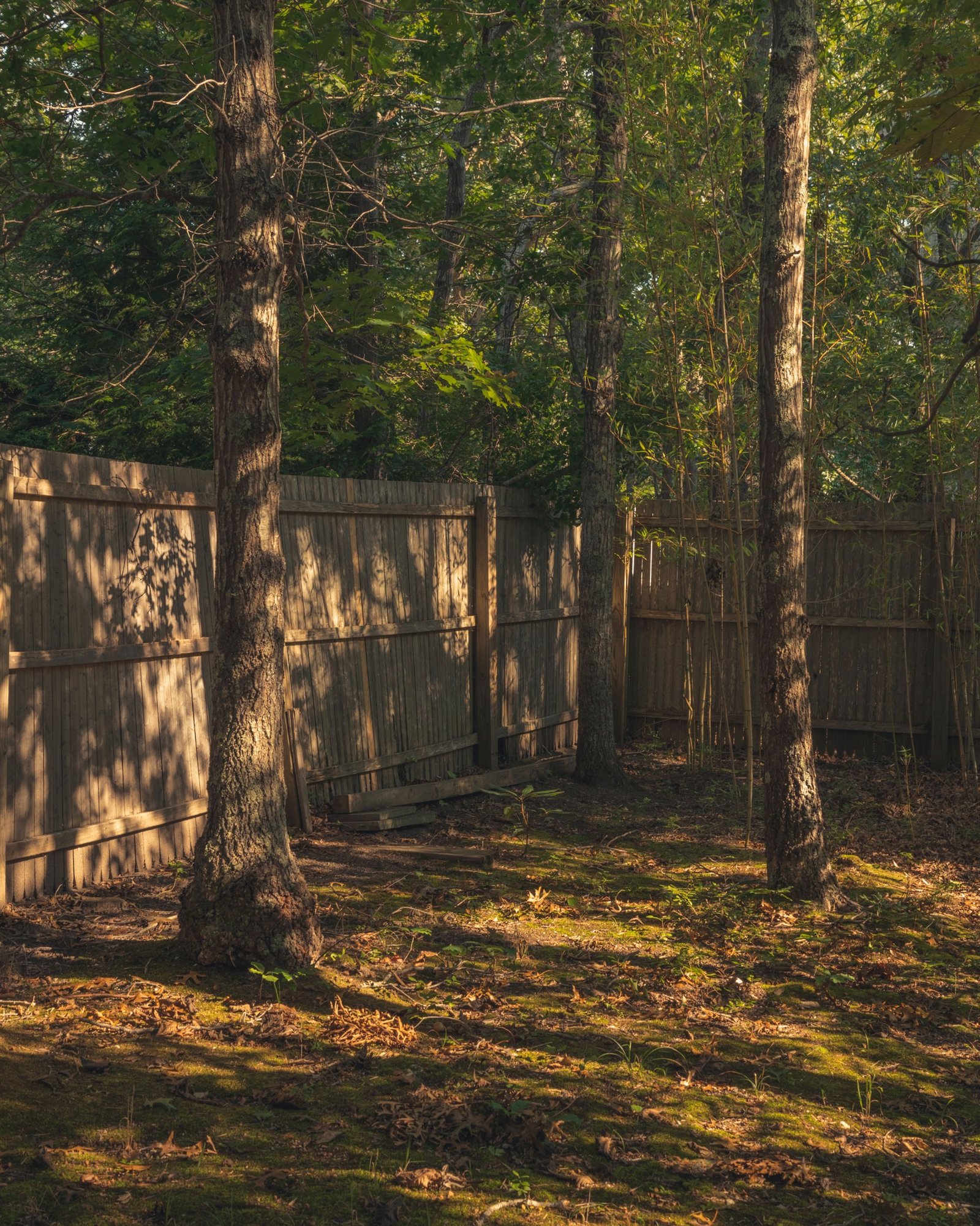 Trees and shaded ground inside a yard bordered by a wooden fence