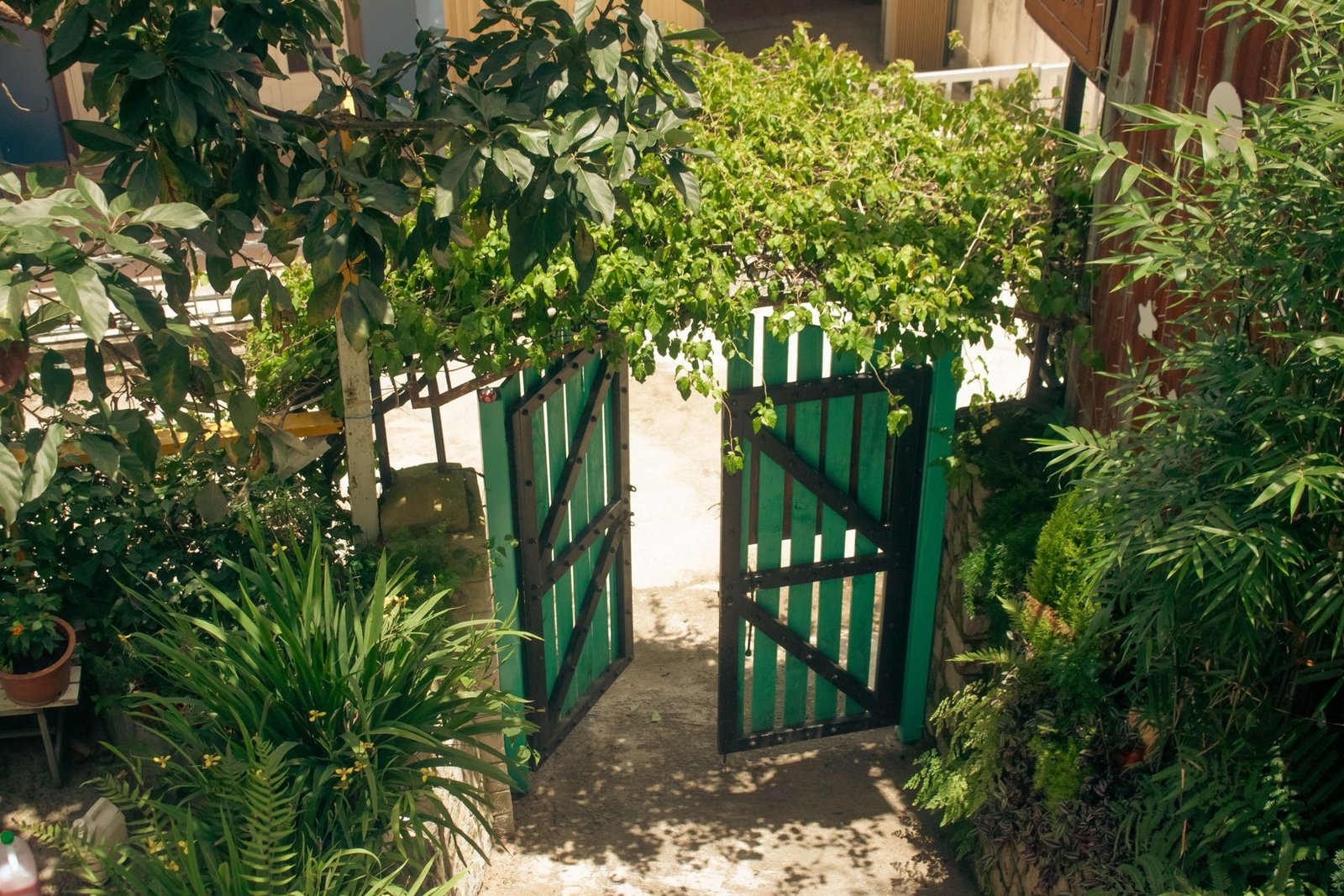 Open green wooden garden gate surrounded by dense plants